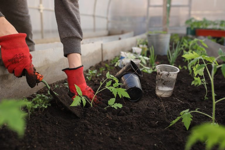 Farming with a Purpose: A Look into Urban Agriculture and Sustainable Living