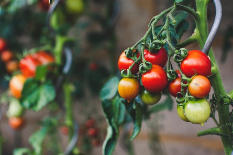Green Thumb 101: Learn How to Grow Tomatoes in Any Part of the World
