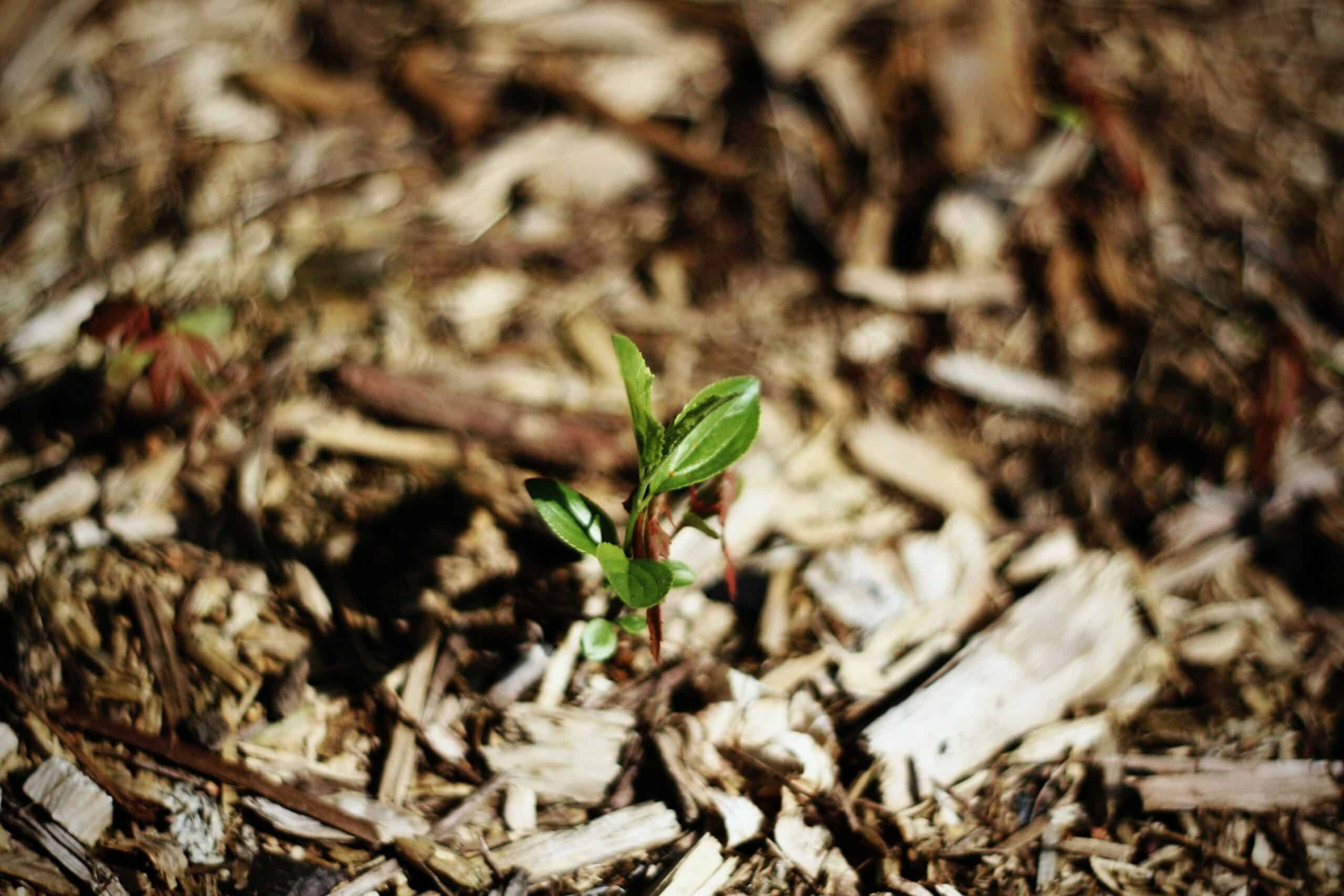 5 Winter Farming Techniques to Keep Your Garden Thriving