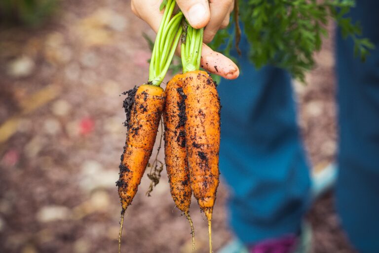 Grow Your Own Carrots: Tips and Tricks for the Urban Gardener