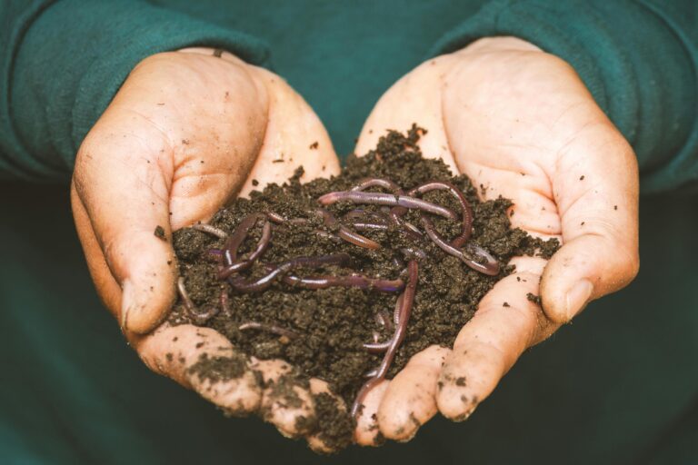 Worm Composting: Turning Kitchen Waste into Black Gold