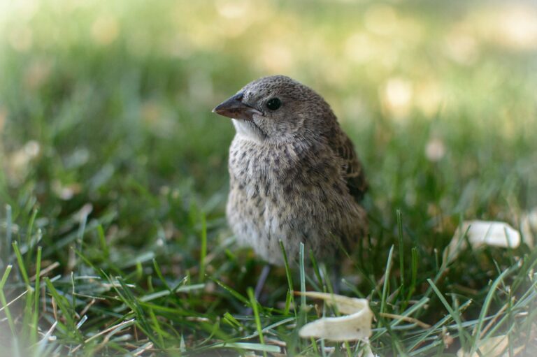 Understanding Your Garden Ecosystem: Plants and Wildlife