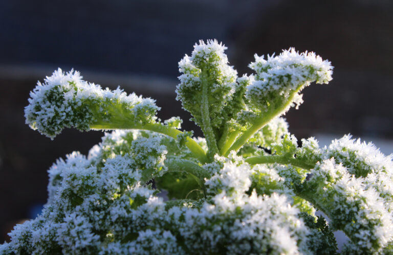 winter garden maintenance