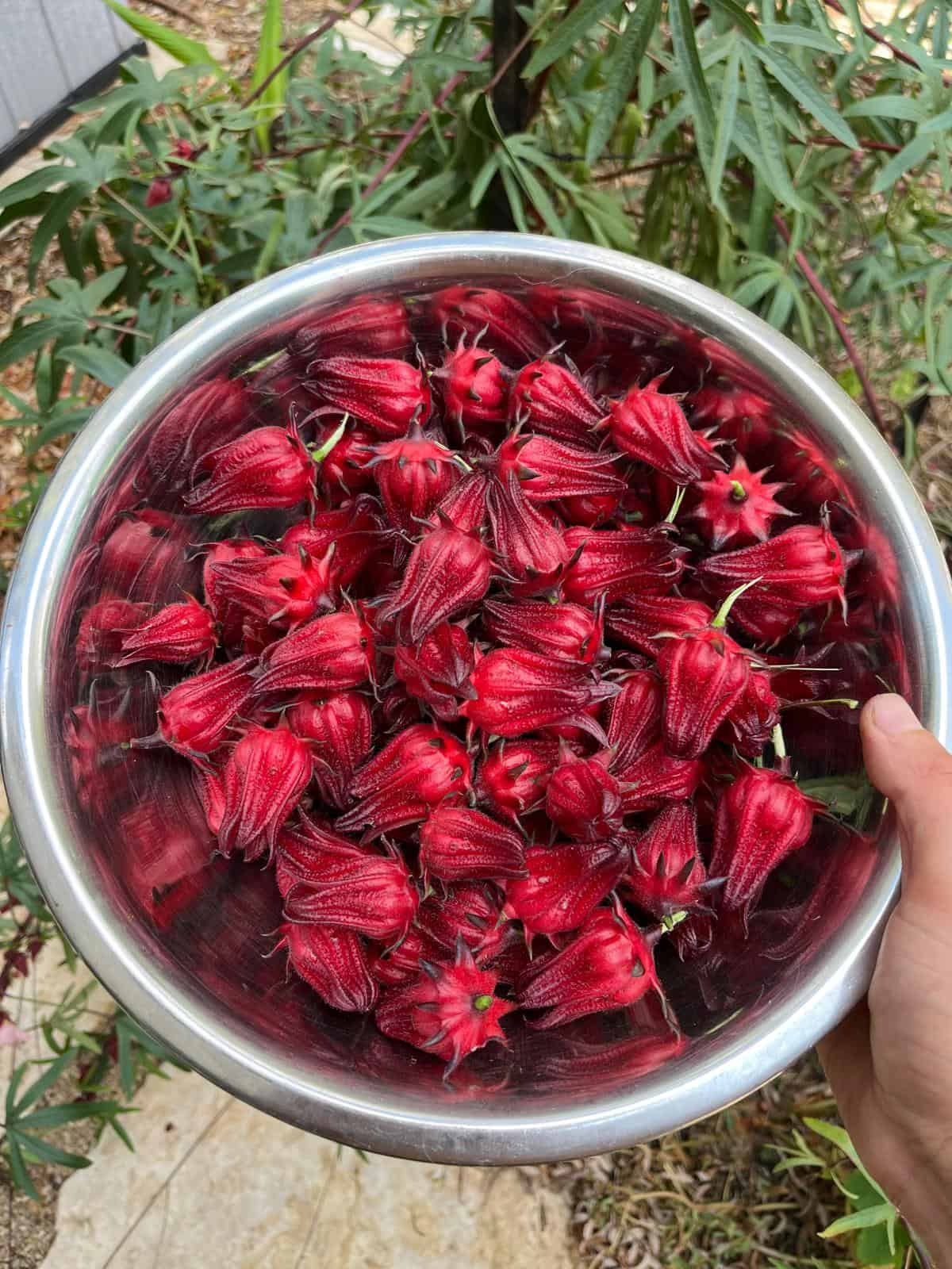 Growing Hibiscus at Home and Drying It for Tea