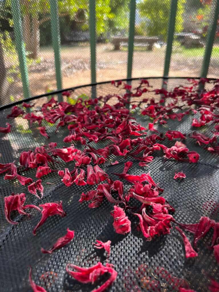 dried hibiscus leaves