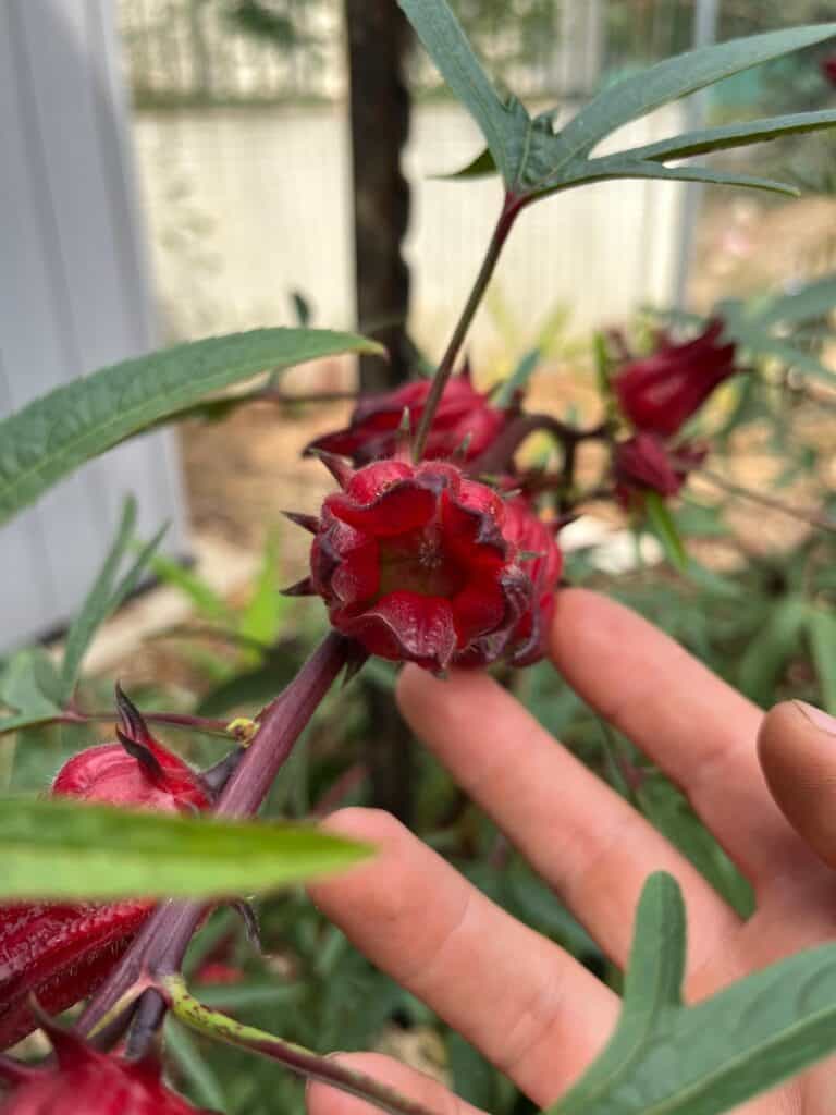 Hibiscus Plant 